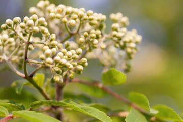 Rowan inflorescence with unopened flower buds. Narrow focus, close-up.