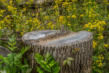 Fresh cut tree stump