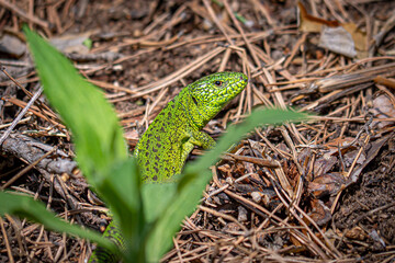 Naklejka na ściany i meble Beautiful green lizard Lacerta agilis in the forest