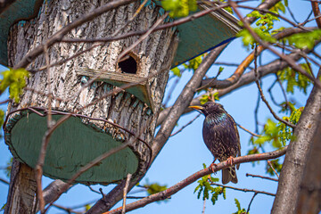 A starling sitting on a branch near a birdhouse