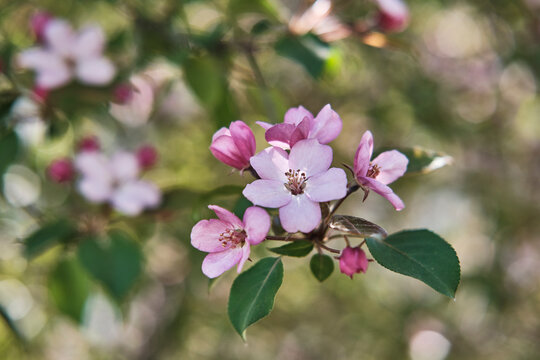 Close-up of flowers of a pink apple tree against a blurred background.