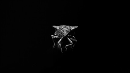 Fototapeta premium Insect minimal 