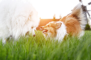 Friendship of two dogs. Shetland sheepdog and samoyed in the green field. - obrazy, fototapety, plakaty