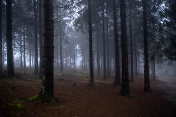 gloomy forest