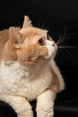 View of cream british shorthair cat looking right, on black background, portrait, with copy space