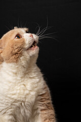 Close-up of cream british shorthair cat looking to the right, with open mouth, on black background, in portrait, with copy space