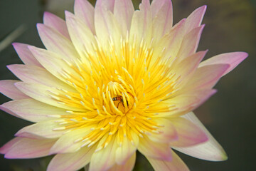 Fototapeta premium Beautiful lotus flowers on the water in the garden