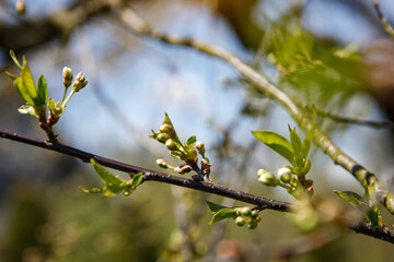Springtime tree buds on the branch. Nature background.
