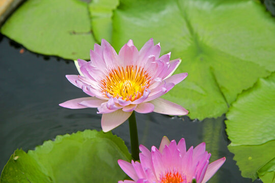 Beautiful lotus flowers on the water in the garden