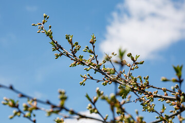 Springtime tree buds on the branch. Nature background.