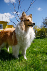 Shetland Sheepdog in a green grass meadow.