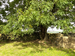 Corner of a field, with an old tree, and a dry stone wall in, Braithwaite, Keighley, UK