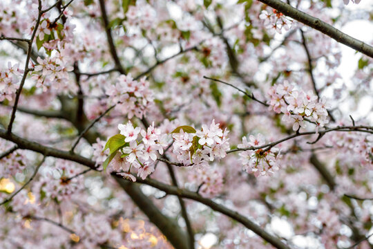 Blossom cherry flowers. Spring background.
