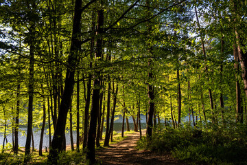 Obraz premium A path between green trees leading to the lake
