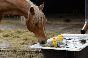 Poolspiele. Schönes Pferd trinkt Wasser aus einer Wanne mit gelben Plastikenten