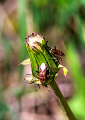 ladybird on a flower