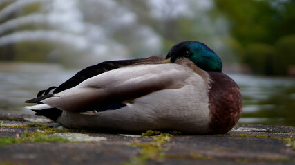 Duck