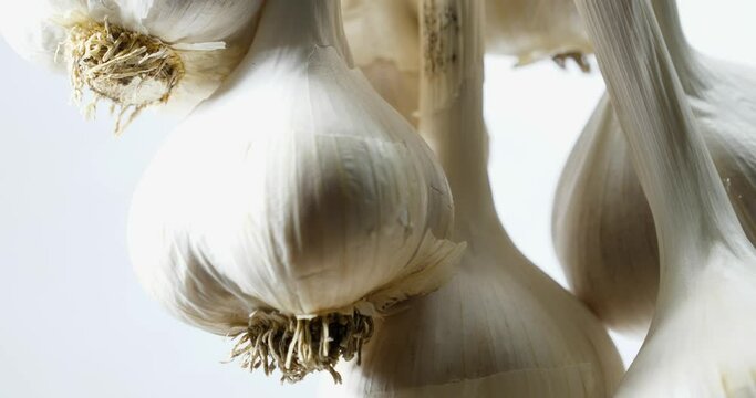 The harvest of a bunch of garlic hung drying and spinning slowly