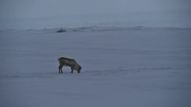 Barren landscape with lonely grazing reindeer (rangifer tarandus) on meadow covered by deep snow near J&ouml;kuls&aacute;rl&oacute;n, Vatnaj&ouml;kull national park, in southern Iceland in winter season.