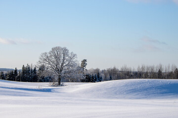 Obraz premium Oaktree in the winter landscape