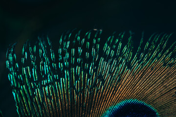 Closeup of beautiful and colorful peacock feathers. 