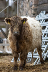 Brown and white galloway cow looking