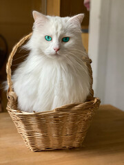 Obraz na płótnie Canvas Weiße schöne Katze sitzt aufrecht im Einkaufskorb und schaut mit türkisen Augen zu mir
