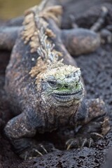Closeup of Marine Iguana (Amblyrhynchus cristatus) looking into camera in Galapagos Islands, Ecuador.
