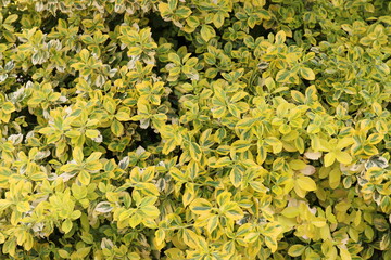 Hintergrund Kriechspindel. Spindelstrauch.