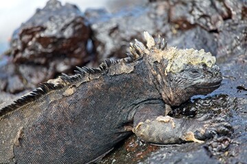 Side on portrait of Marine Iguana (Amblyrhynchus cristatus) in Galapagos Islands, Ecuador.