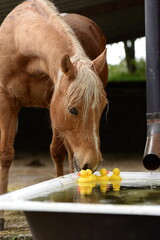 Poolspiele. Schönes Pferd trinkt Wasser aus einer Wanne mit gelben Plastikenten