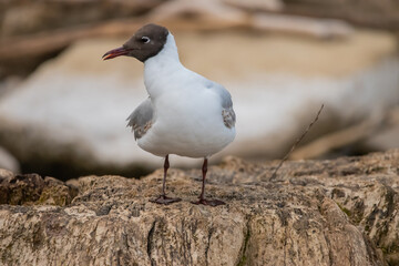 Seagull at the lake of Constance in Switzerland 28.4.2021