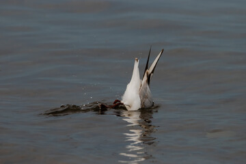 Seagull at the lake of Constance in Switzerland 28.4.2021