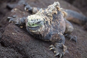 Closeup of Marine Iguana (Amblyrhynchus cristatus) staring into camera in Galapagos Islands,...