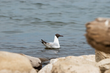Seagull at the lake of Constance in Switzerland 28.4.2021