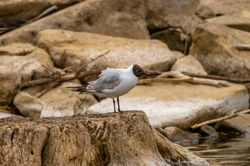 Seagull at the lake of Constance in Switzerland 28.4.2021