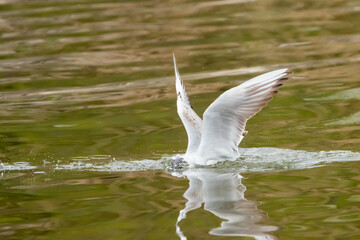 Seagull at the lake of Constance in Switzerland 28.4.2021
