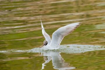 Seagull at the lake of Constance in Switzerland 28.4.2021