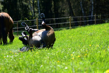 Schwarzes Pferd wälzt sich auf der Weide