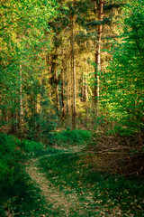 ścieżka leśna wśród drzew i wiosennej zieleni