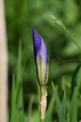 Blaue zarte Iris, Schwertlilie im Garten im Sommer. Bedeutung dieser Pflanze: Freiheit, Freude, Beständigkeit, Treue und Kreativität.