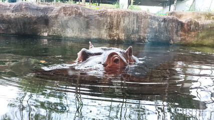 Taipei, Taiwan - March 12 2021: hippo at the Taipei Metropolitan Zoo