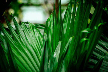 Detail of green palm leaf