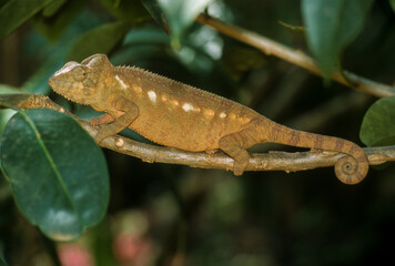 Cameleon panthère, Fucifer pardalis, Madagascar