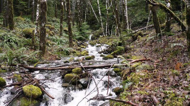 4k Olympic National Forest Creek Waterfall Cinematic Drone Aerial