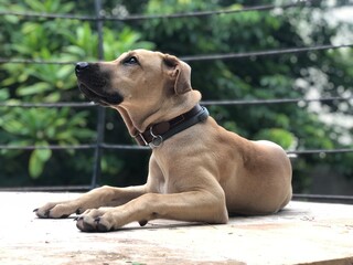 Perro mirando al horizonte