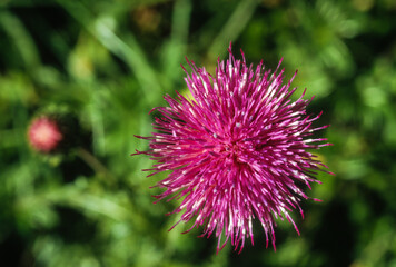 Chardon décapité, Carduus defloratus