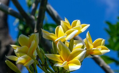 Kamboja flower (Plumeria), a genus of flowering plants in the family Apocynaceae, with blue sky background