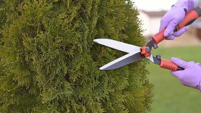 Gardener Trimming Plants Using Professional Garden Scissors. Spring Time Backyard Garden Plants Maintenance.