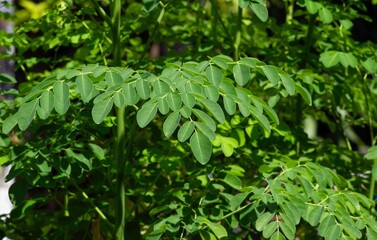 Kelor or Drumstick tree (Moringa oleifera) green leaves with common names horseradish tree, and ben oil tree or benzolive tre